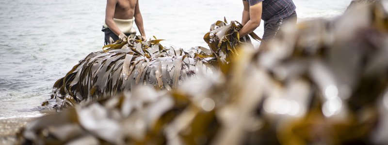 Pearls of the West Coast